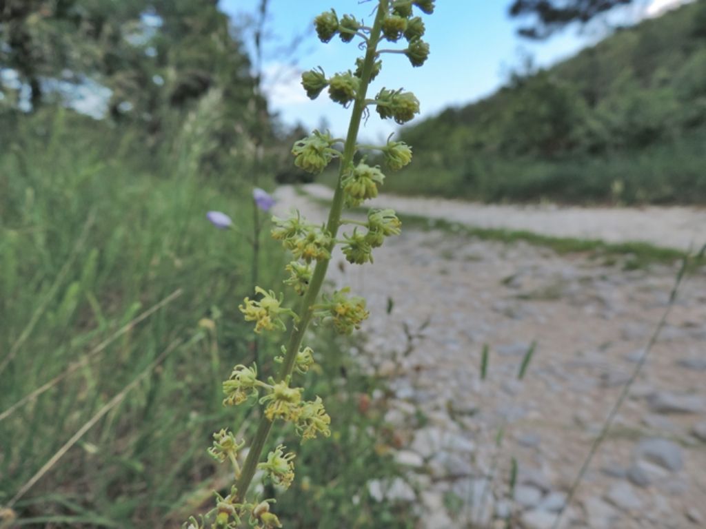 Reseda lutea
